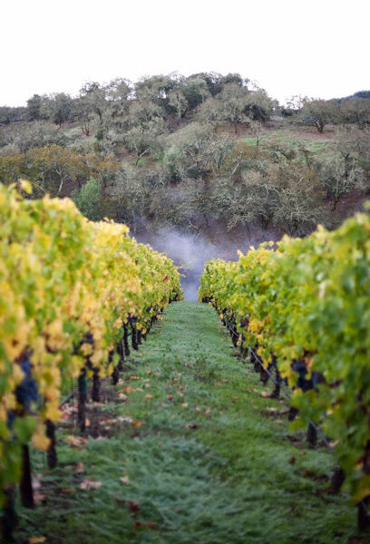 Sciandri Family Vineyards
