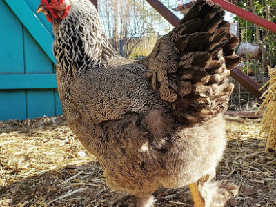 Inspire Farms - Happy Healthy Organic