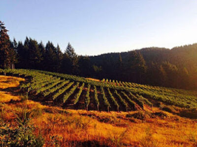 Abbelone Vineyard