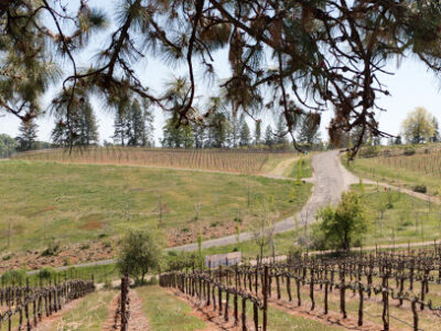 Fenton Herriott Vineyards