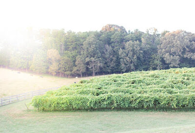 Cavender Creek Vineyards