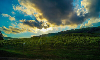 Adams County Winery