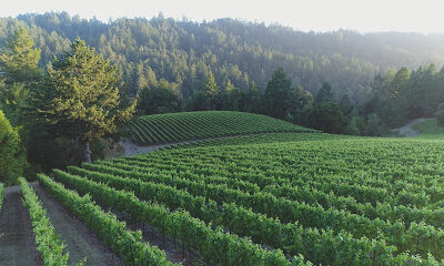 Mindego Ridge Vineyard
