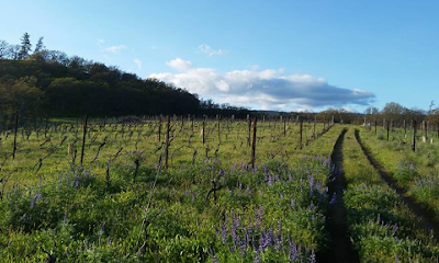 Klickitat Canyon & Columbia Gorge Winery