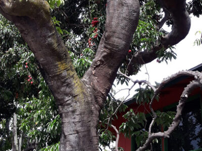 Makiki People's Open Market