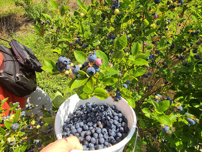 The Blueberry Patch