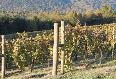 Kilaurwen Winery