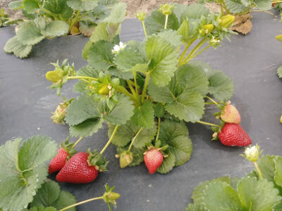 Strawberry Farm