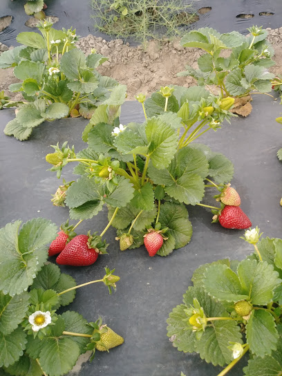Strawberry Farm