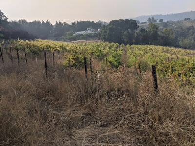 Camel Hill Vineyards