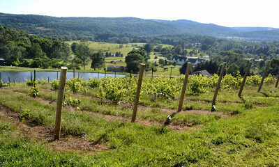 Pail Shop Vineyards