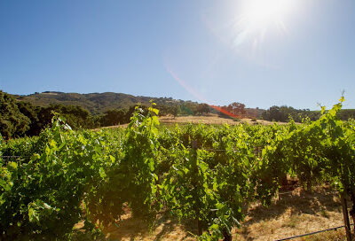 Tira Nanza Wines