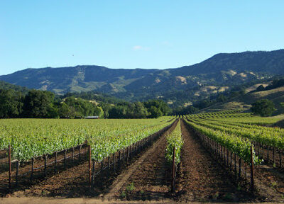 Wooden Valley Winery