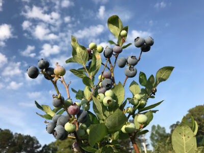 Jubilee Orchards