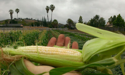 Goleta Grown Organics Boundary