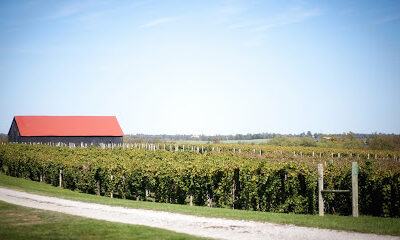 Talon Winery & Vineyards