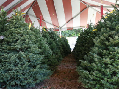 Big Wave Daves Christmas Trees and Pumpkin Patch
