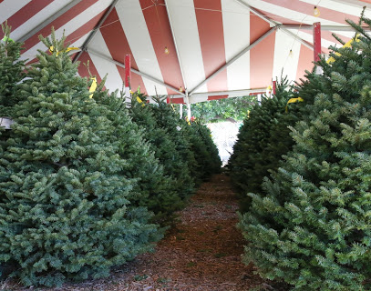 Big Wave Daves Christmas Trees and Pumpkin Patch
