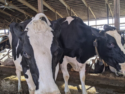 Kuehnert Dairy Farm