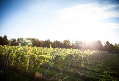 Devils Dive Vineyard