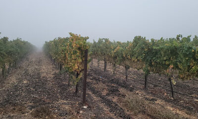 Paragon Vineyard Co