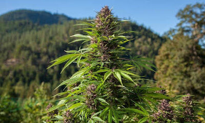 Farming Visions Cannabis Farm Labor