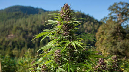 Farming Visions Cannabis Farm Labor