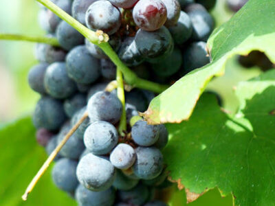 Tennessee Wine Company