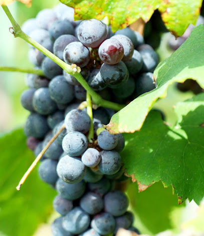 Tennessee Wine Company