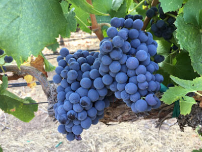 Mathis Wine