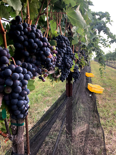 Robert Clay Vineyards