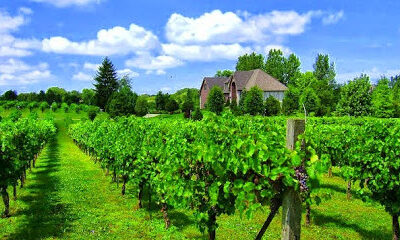 Valentino Vineyards & Winery