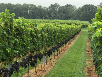 Moore Estate Vineyards Inc