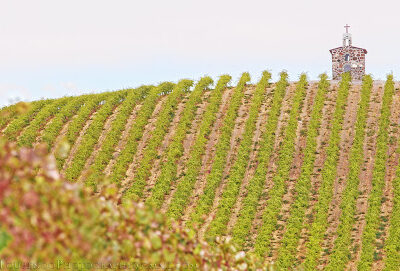 Red Willow Vineyard