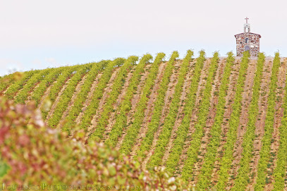 Red Willow Vineyard