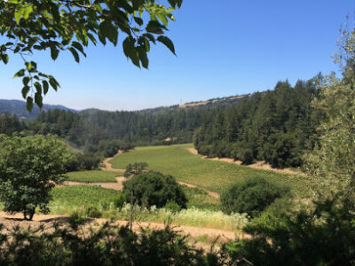 Fisher Vineyards