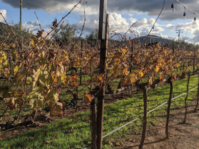 Vinos Lechuza