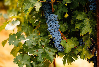 Herb Lamb Vineyards