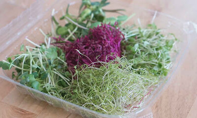 Greenfin Farms