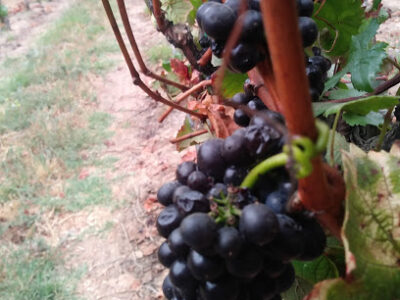 Sierra Madre Vineyard
