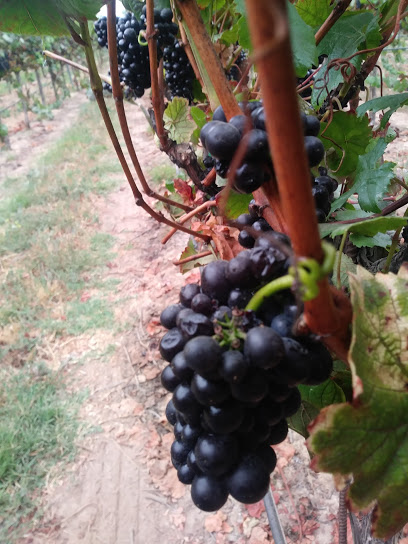 Sierra Madre Vineyard