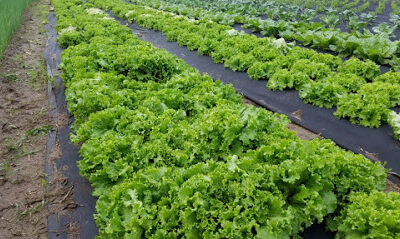 Twin Cities Green Farm