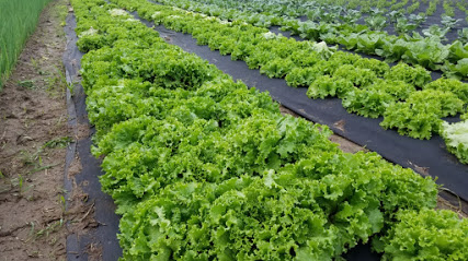 Twin Cities Green Farm