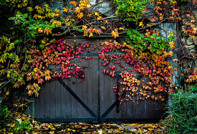 Hans Fahden Vineyards