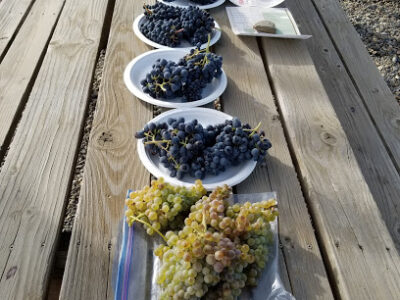 Elephant Mountain Vineyards