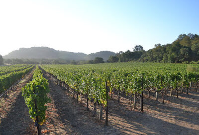 Sill Family Vineyards
