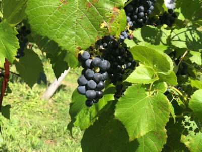 Altamont Vineyard & Winery