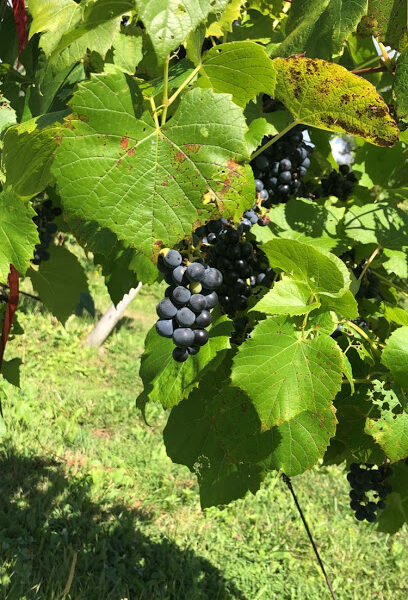 Altamont Vineyard & Winery
