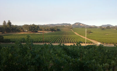 Foxhill Vineyard