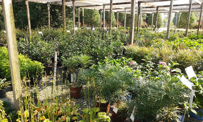 Gossett's Landscape Nursery